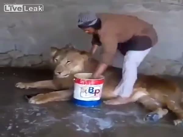 Lion Gets Bath