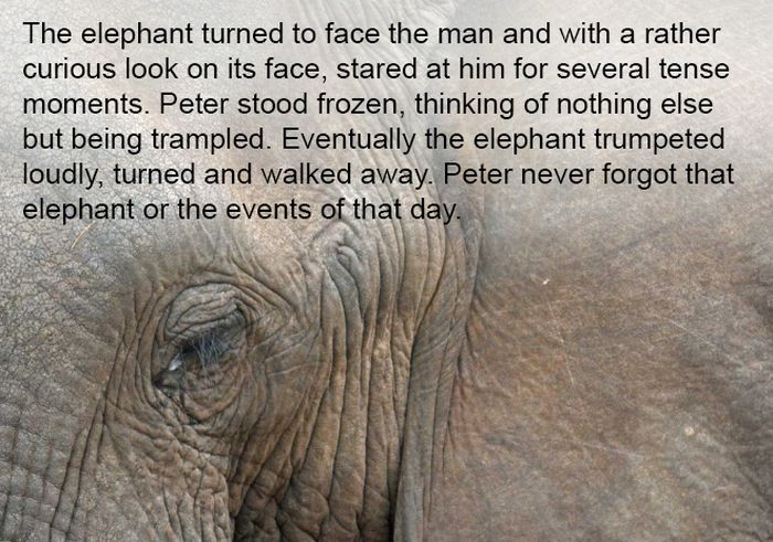 Elephants Never Forget (9 pics)