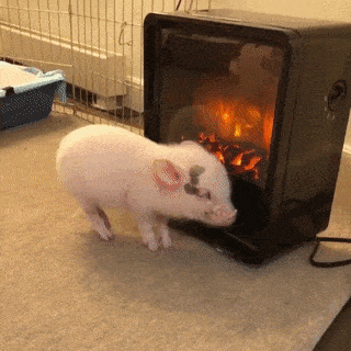 Acid Gifdump, January 22, 2018 (25 gifs)