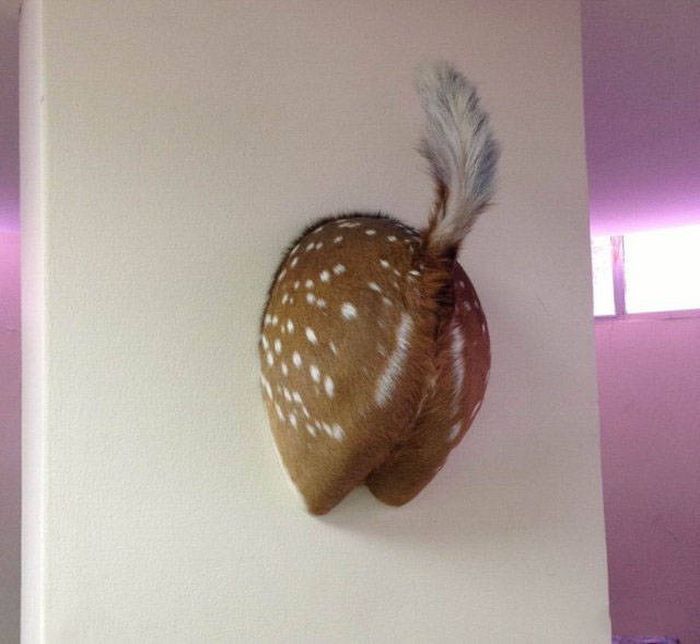 WTF Photos (54 pics)