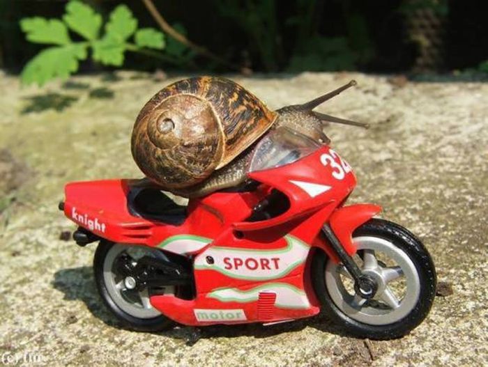 WTF Photos (54 pics)