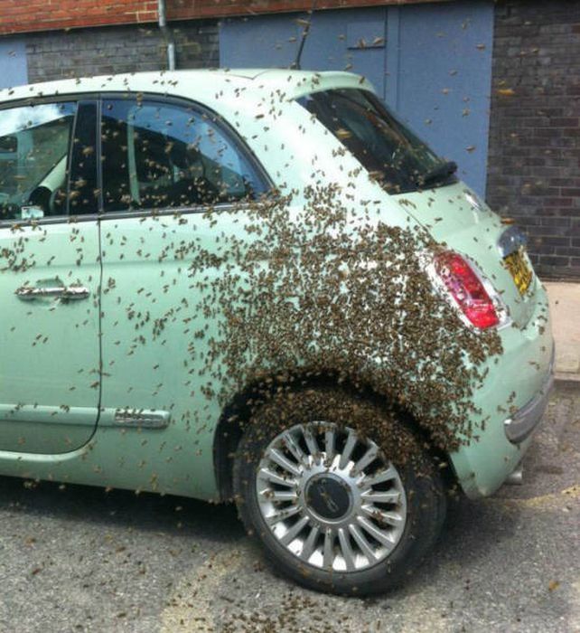 WTF Photos (54 pics)