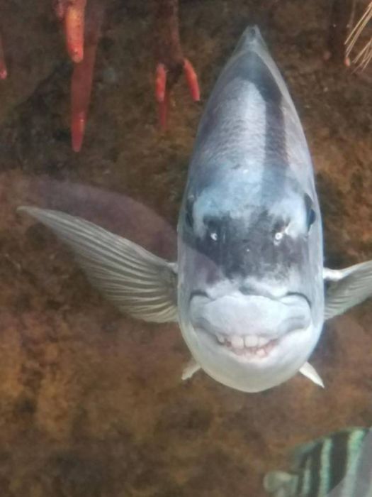 Acid Picdump (91 pics)