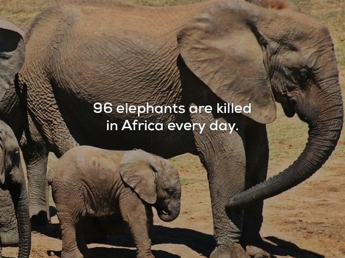 Scary Facts (22 pics)