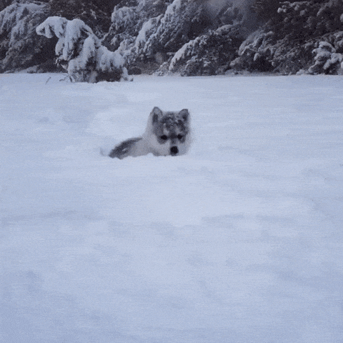 Acid Gifdump, January 23, 2018 (25 gifs)