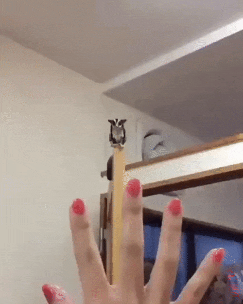 Acid Gifdump, January 23, 2018 (25 gifs)