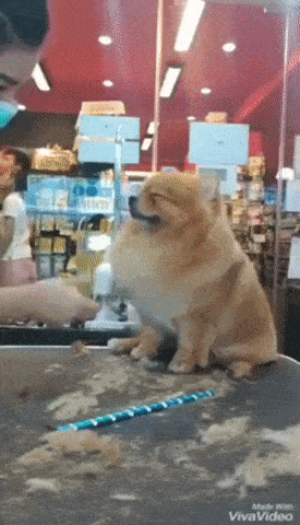Acid Gifdump, January 23, 2018 (25 gifs)