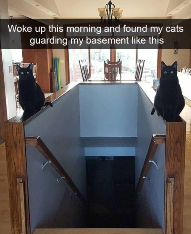 Cat Snapchats That Show Every Little Detail Of Living With A Cat (25 pics)