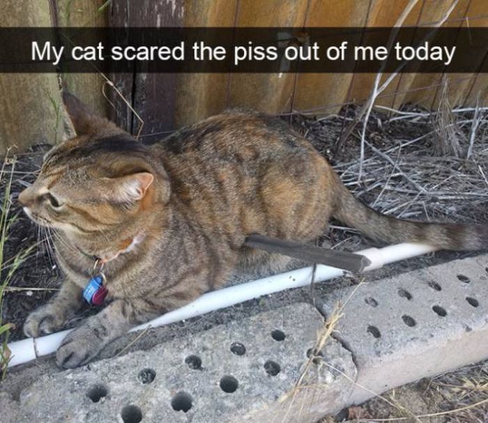 Cat Snapchats That Show Every Little Detail Of Living With A Cat (25 pics)