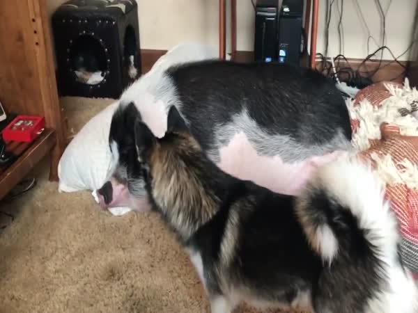 Dog Tries To Wake Up Sleeping Pig