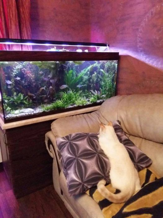 Acid Picdump (92 pics)