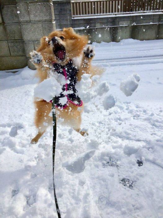 Acid Picdump (92 pics)