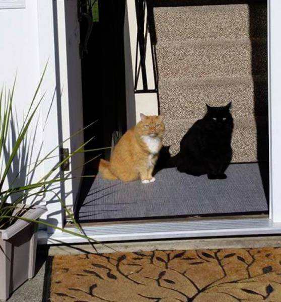 Acid Picdump (92 pics)