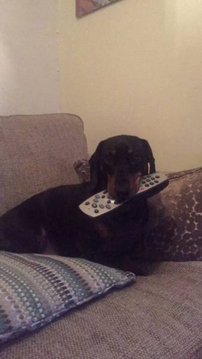 Dachshund That Always Steals Everything (12 pics)