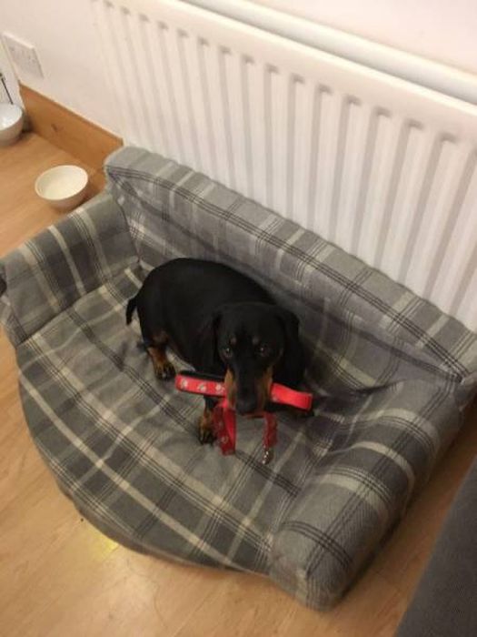 Dachshund That Always Steals Everything (12 pics)