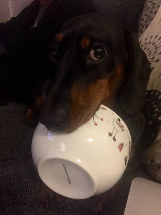 Dachshund That Always Steals Everything (12 pics)
