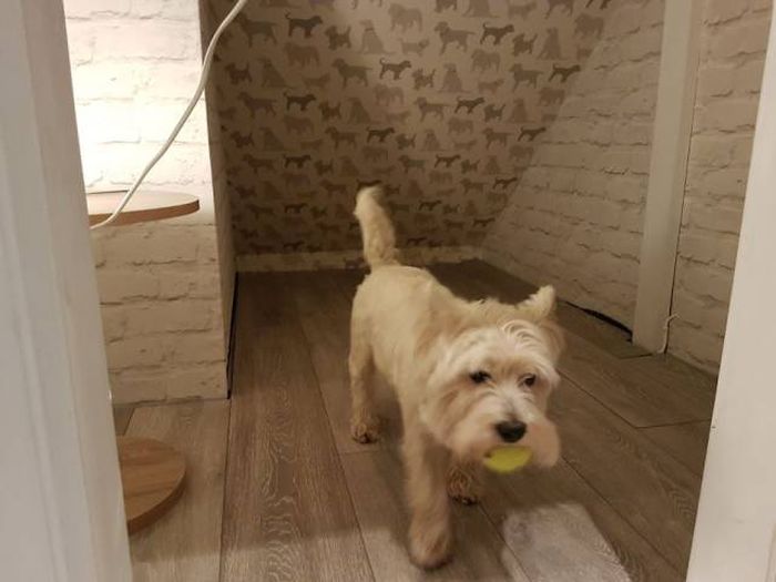 Dog Gets A New Room Just Because A Child Is Born In The Family (23 pics)