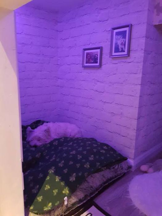 Dog Gets A New Room Just Because A Child Is Born In The Family (23 pics)