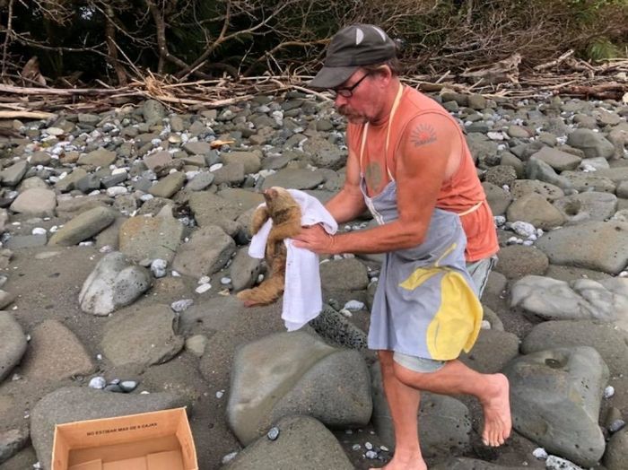 A Young Sloth Was Stuck In The Stones and Was Rescued (4 pics)