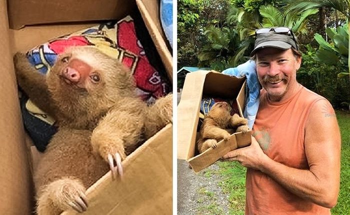 A Young Sloth Was Stuck In The Stones and Was Rescued (4 pics)