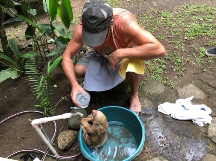 A Young Sloth Was Stuck In The Stones and Was Rescued (4 pics)