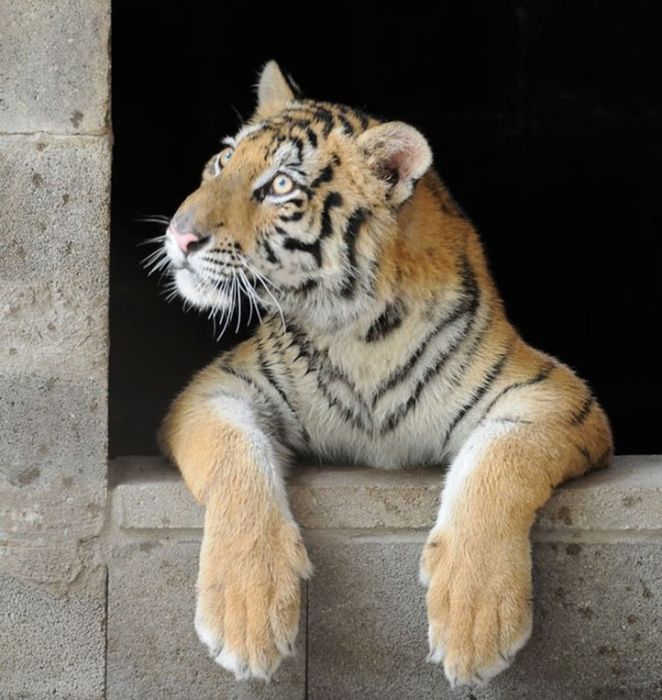 Before And After This Tiger Was Rescued. Unbelievable Photos (8 pics)