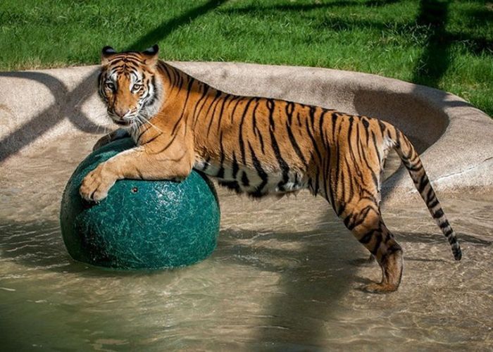 Before And After This Tiger Was Rescued. Unbelievable Photos (8 pics)