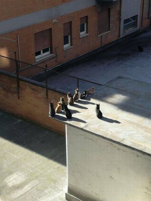Acid Picdump (102 pics)