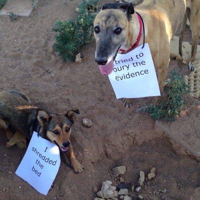 Animal Shaming (28 pics)