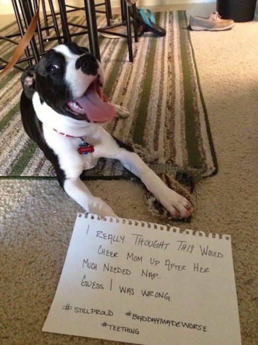 Animal Shaming (28 pics)