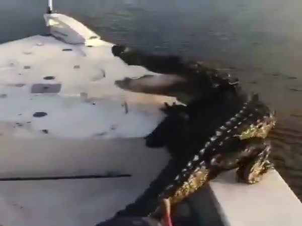 An Alligator Jumps On Top Of A Boat During A Fishing Escapade