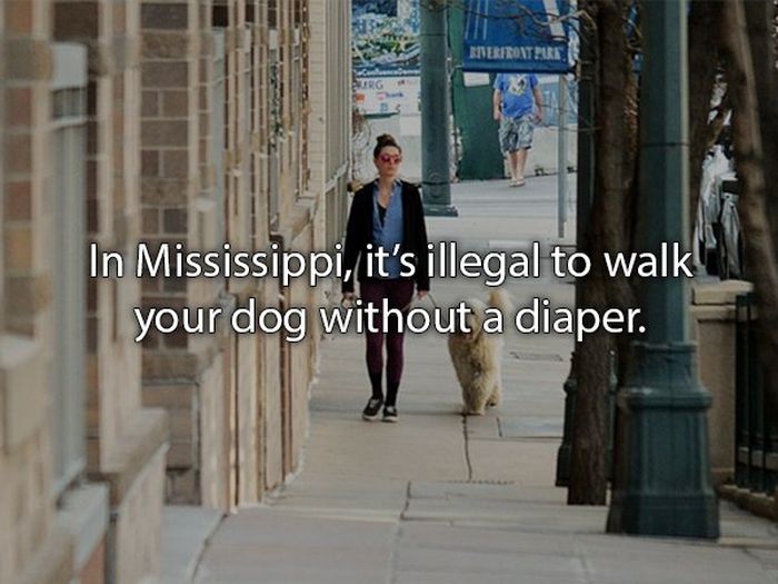 Laws That You Probably Didn't Know About (24 pics)