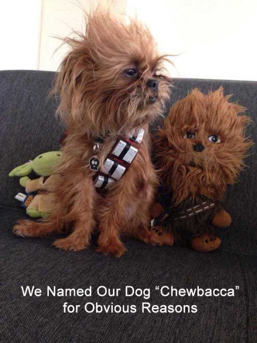 Pets With Incredibly Appropriate Names (20 pics)