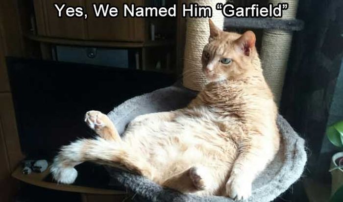 Pets With Incredibly Appropriate Names (20 pics)