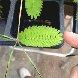 Acid Gifdump, January 31, 2018 (25 gifs)