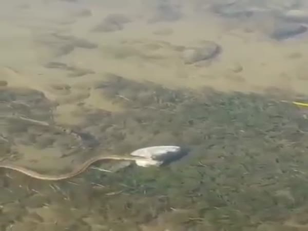 Elusive Fish Headed Snake Spotted In River
