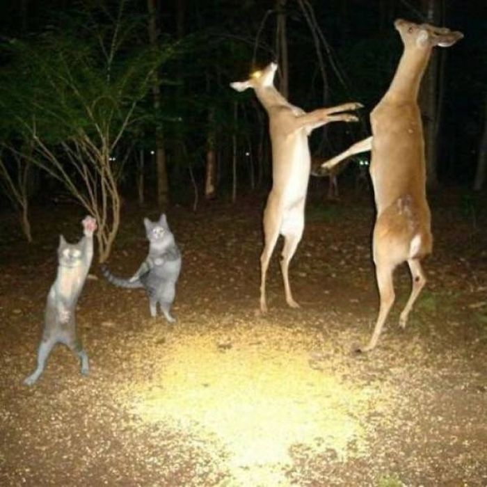 These Photos Are so Cool (53 pics)