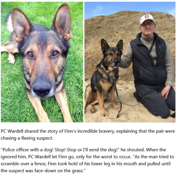 Police Dog Refused To Let Go Even A Violent Thug Plunged A 10-Inch Blade Into His Belly (7 pics)