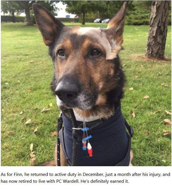 Police Dog Refused To Let Go Even A Violent Thug Plunged A 10-Inch Blade Into His Belly (7 pics)