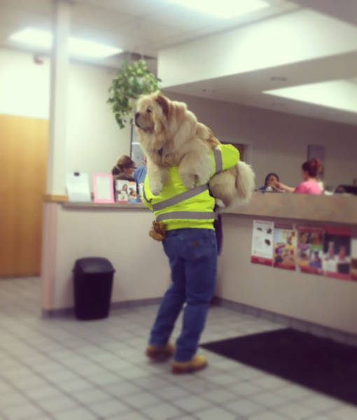 Fogs Hate Vets (40 pics)