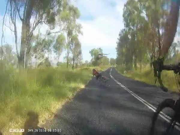 Wild Kangaroo Knocks Out Cyclist