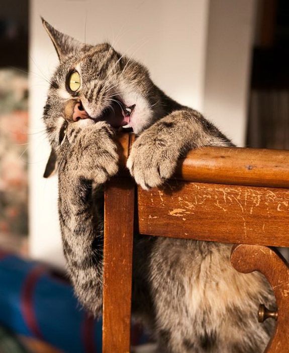 When Cats Attack (15 pics)