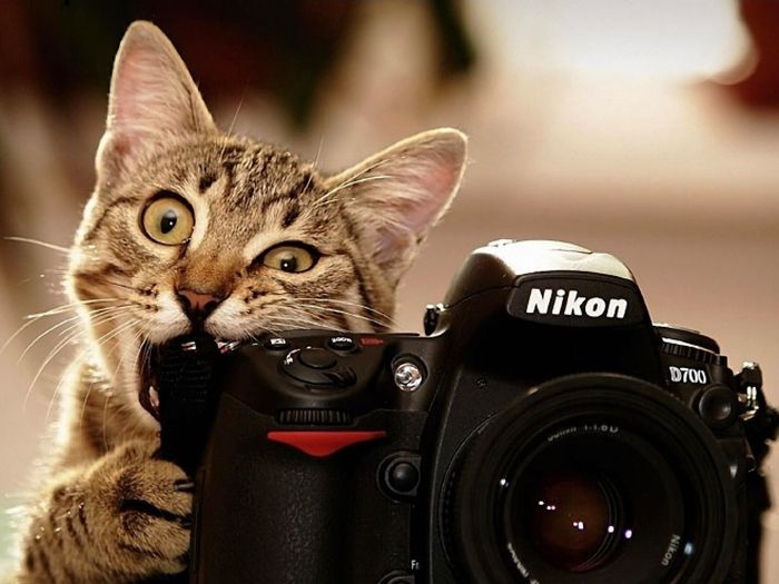 When Cats Attack (15 pics)