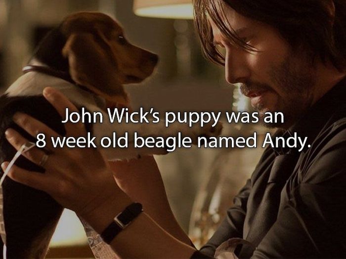 John Wick Movie Facts (15 pics)