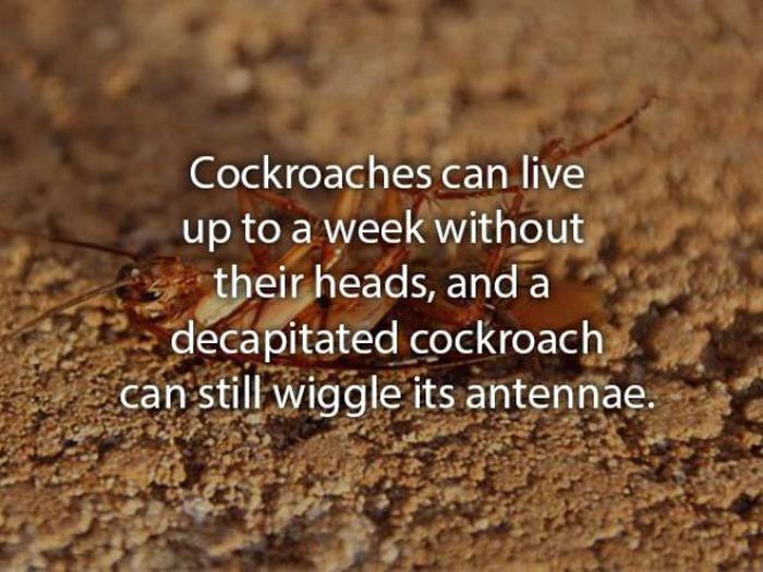 Not Very Pleasant Facts (20 pics)