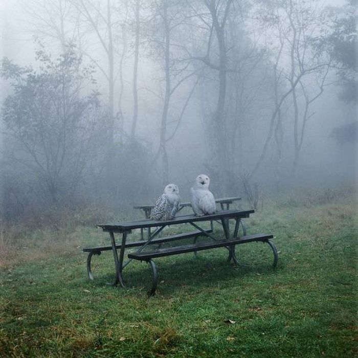 Acid Picdump (96 pics)
