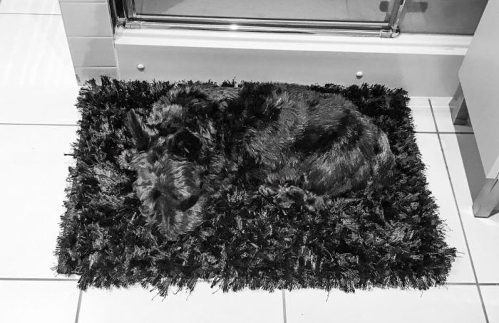 Hidden Pets (18 pics)
