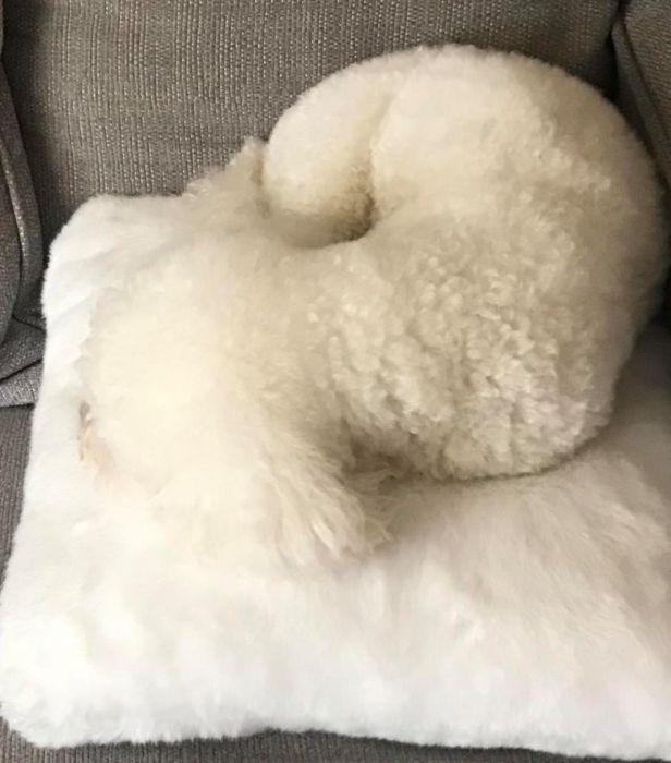 Hidden Pets (18 pics)