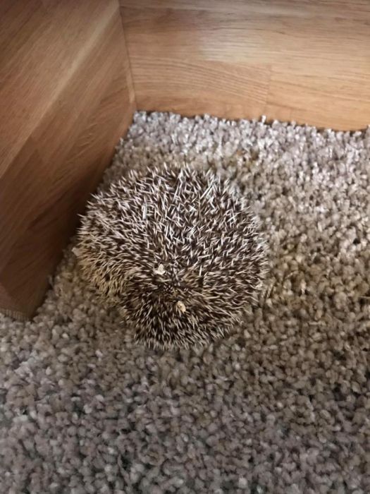 Hidden Pets (18 pics)