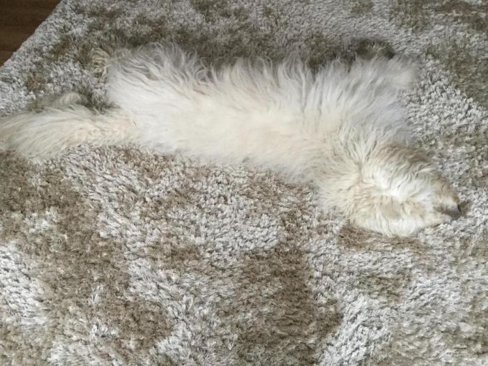 Hidden Pets (18 pics)